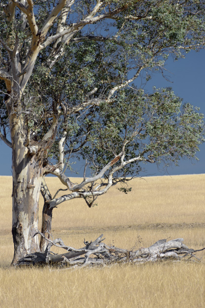 Australian Rural Landscape, Somewhere Outside Cowra, NSW