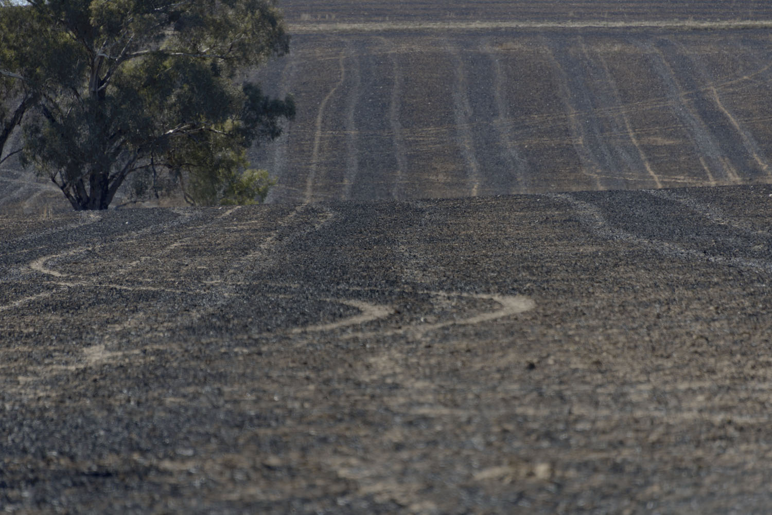 Australian Rural Landscape, Somewhere Outside Cowra, NSW