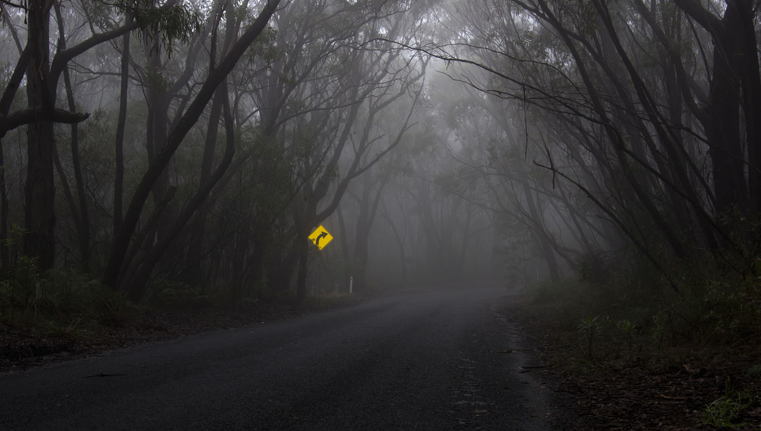 Katoomba Fog