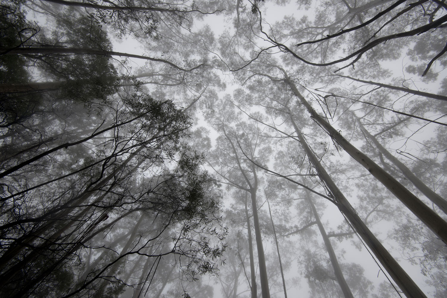 Katoomba Fog